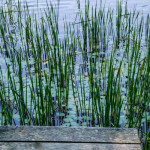 reeds-and-dock